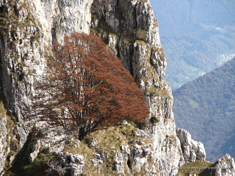 cancervo 082.jpg - Solo, il faggio secolare, tra le rocce del Cancervo